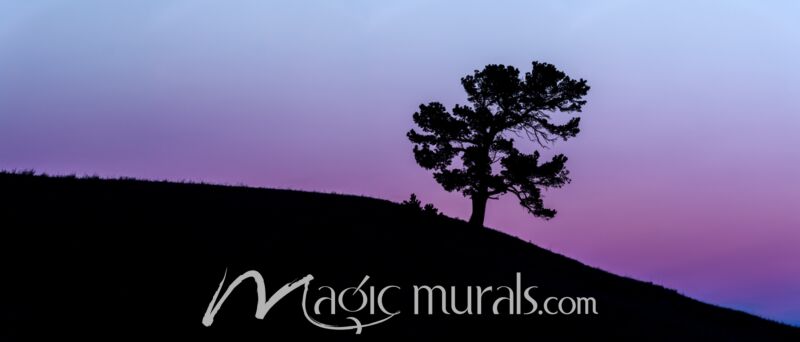 Limber Pine Sunset Silhouette 7665 Wallpaper Wall Mural