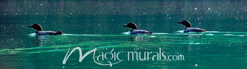 Loons on Whitetail Lake 3060 Wallpaper Wall Mural