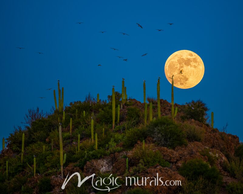 Full Moon Cactus Baja 8903 Wallpaper Wall Mural